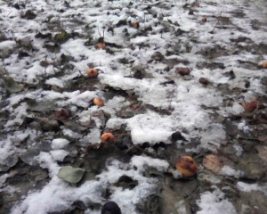 яблоки во дворе на снегу