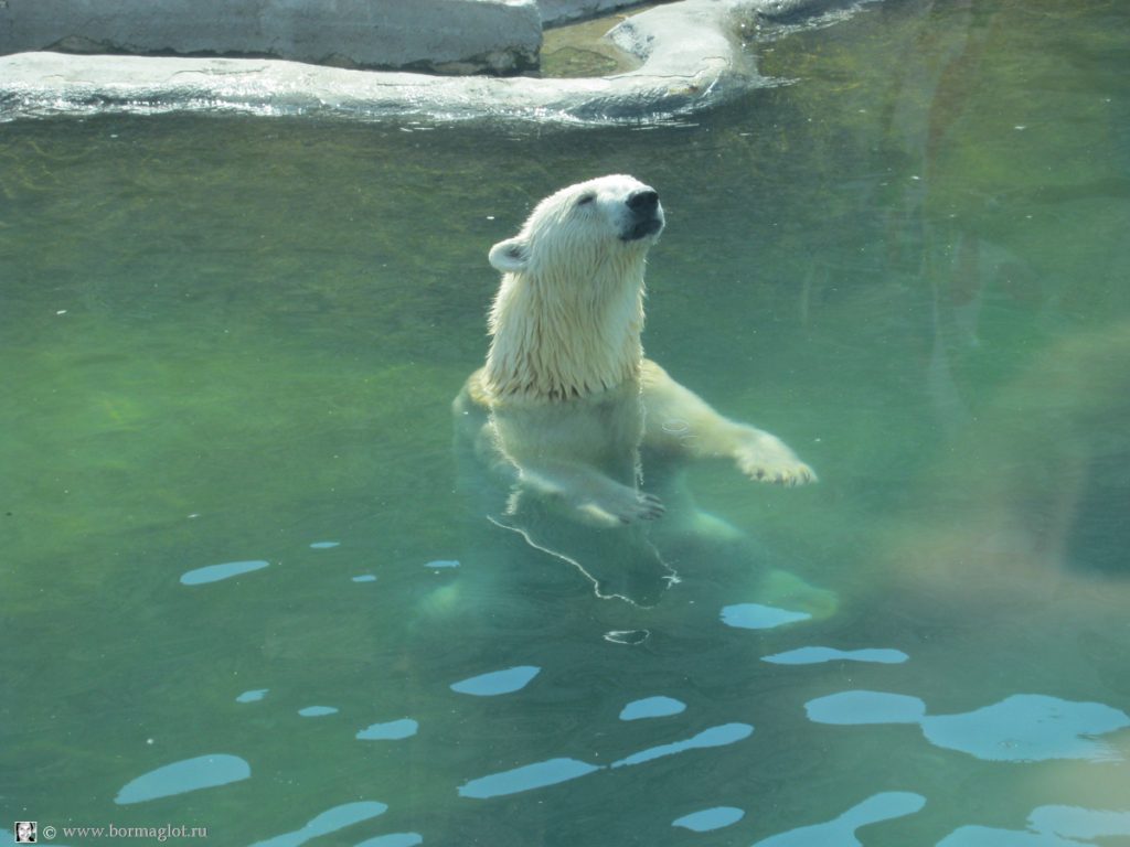 фото белого медведя в воде